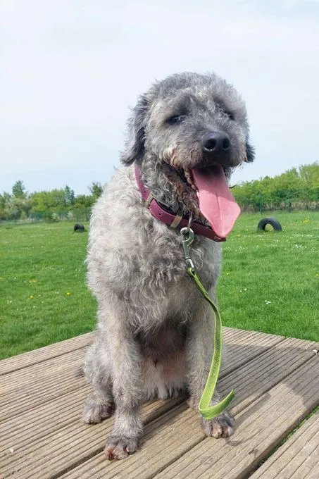Hund aus Tierheim, Dody | Wasserhund Mix Weiblich