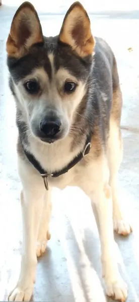 Dog from shelter, Muski | Husky Mischling Male