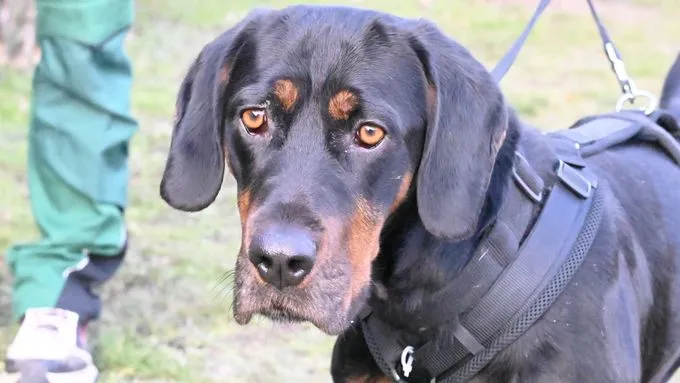 Dog from shelter, Pluto | Bracke Male