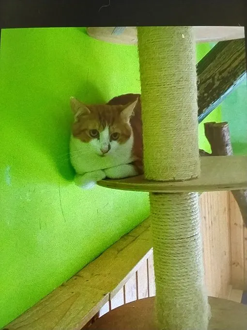 Katze aus Tierheim, Kalle | Rot Weiß Europäische Hauskatze Männlich
