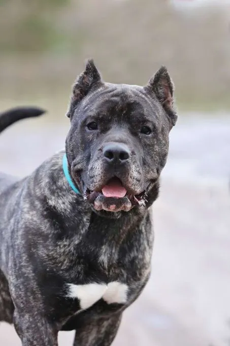 Dog from shelter, Charles | Dogo Canario Male