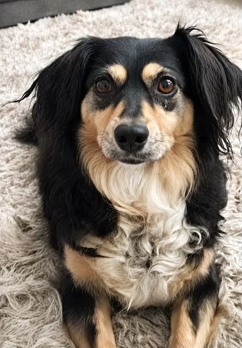 Cosima - mischling zur Adoption