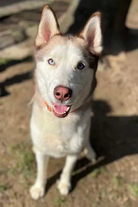 Dog from shelter, Leo | Kupfer Weiß Siberian Husky Male