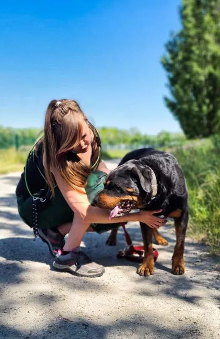 Hund aus Tierheim, Pauli | Rottweiler Männlich