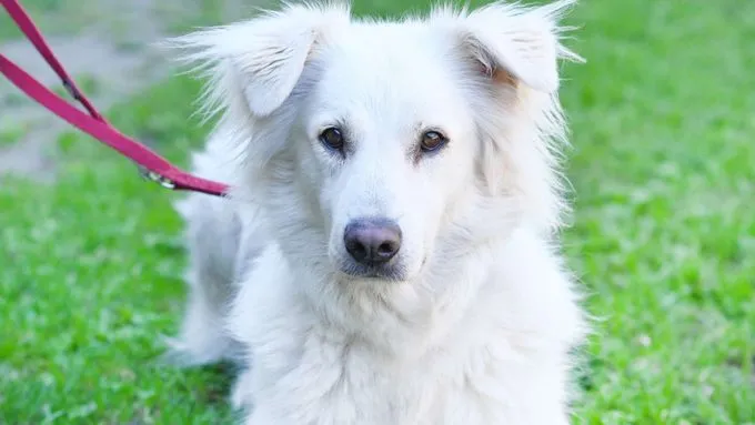 Nanuk - golden-retriever zur Adoption