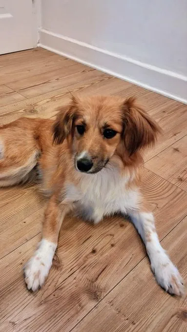 Elrika - mischling zur Adoption
