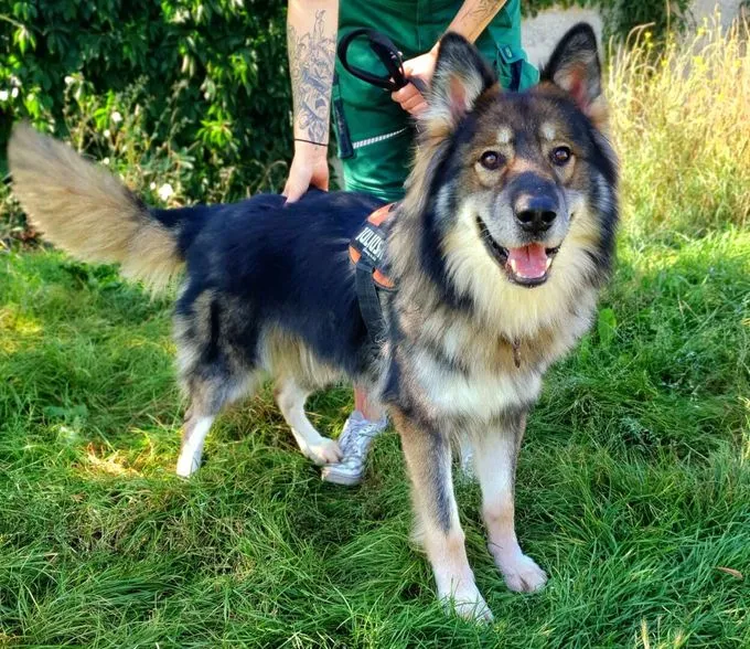 Hund aus Tierheim, Jon Boy | Schäferhund Mix Männlich