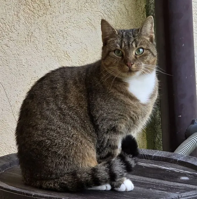 Liesel sucht Zuhause  - Europäisch Kurzhaar  zur Adoption