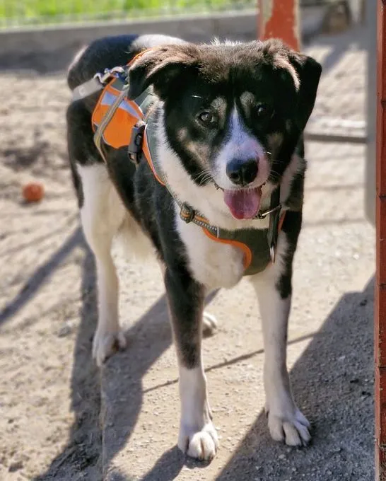 Riva - mischling zur Adoption