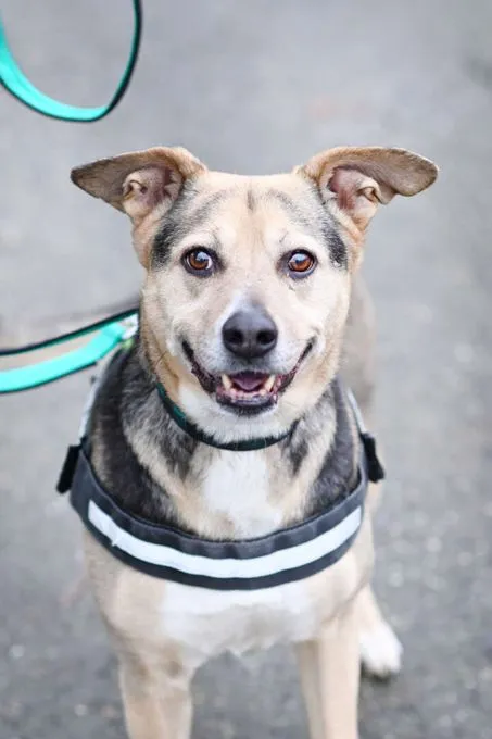 Hund aus Tierheim, Elsa | Schäferhund Mix Weiblich