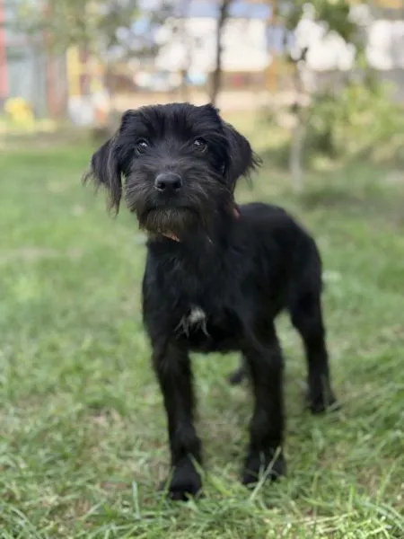 Fruzsi - Schnauzer-Mix zur Adoption