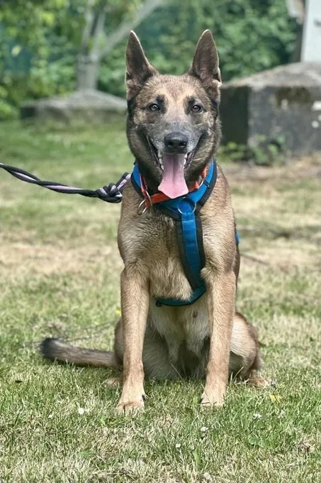 Hund aus Tierheim, Karla | Beige Mit Schwarzer Maske Malinois Weiblich