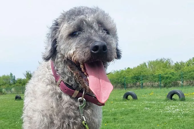 Hund aus Tierheim, Dody | Wasserhund Mix Weiblich