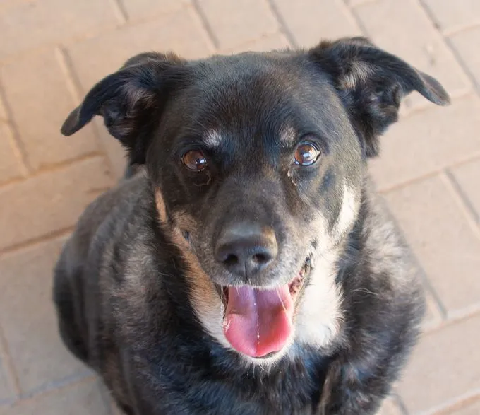 Dog from shelter, Tyson | Grau Schwarz Appenzeller Mischling Male