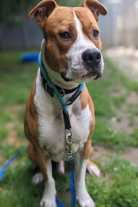Hund aus Tierheim, Stanley | Rotbraun Mit Weiß Amarican Staffordshire Terrier Männlich
