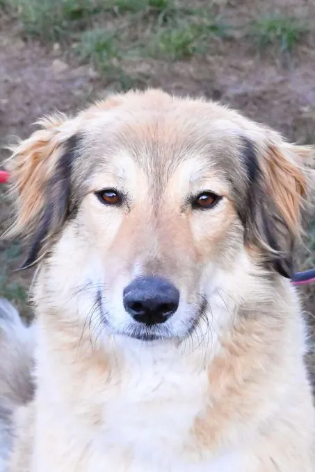 Dog from shelter, Jua Dabirri | Kaukasen Mix Female