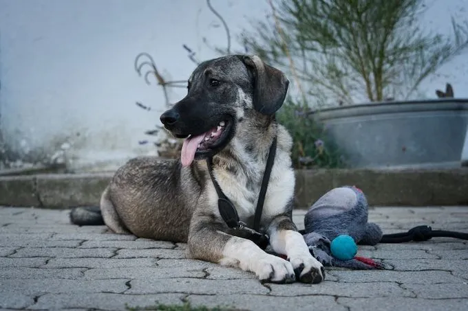 Nup - mischling zur Adoption