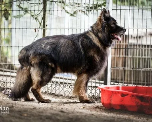 Dog from shelter, Phelan | Schäferhund Male
