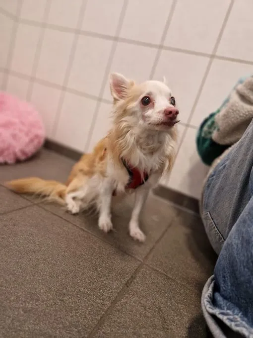 Hund aus Tierheim, Grumpy | Hellbraun Beige Langhaar Chihuahua Männlich