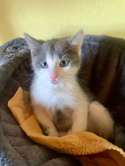 Katze aus Tierheim, Graycie Gideon | Grau Ehk Weiblich