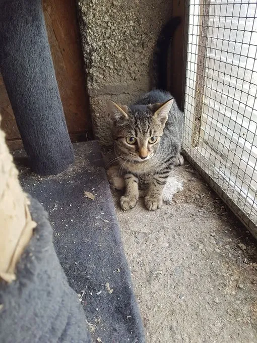 Unna - EKH zur Adoption