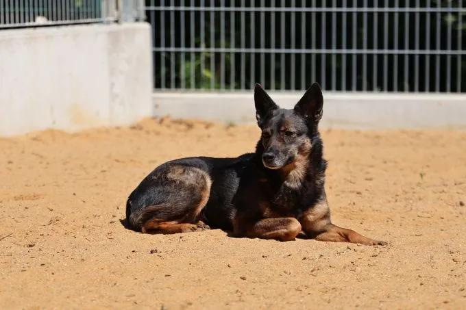 Dog from shelter, Lulu | Braun Schwarz Mischling Female