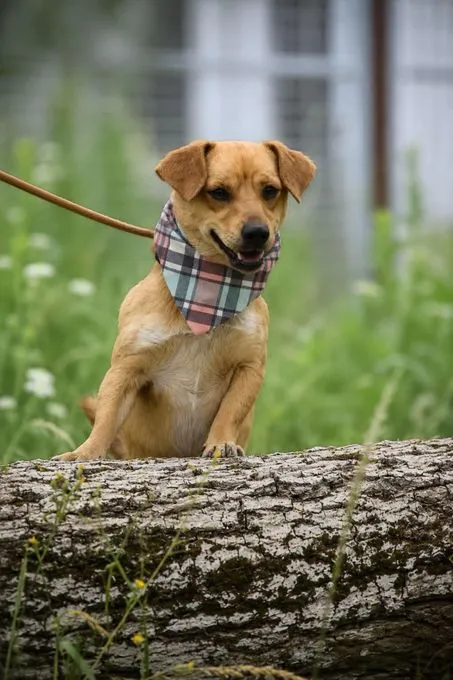 Texas - mischling zur Adoption