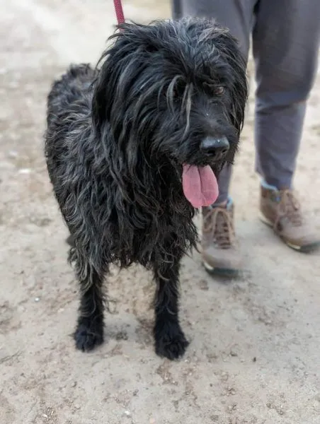 Dog from shelter, Neo | Schwarz Schnauzer Mix Male