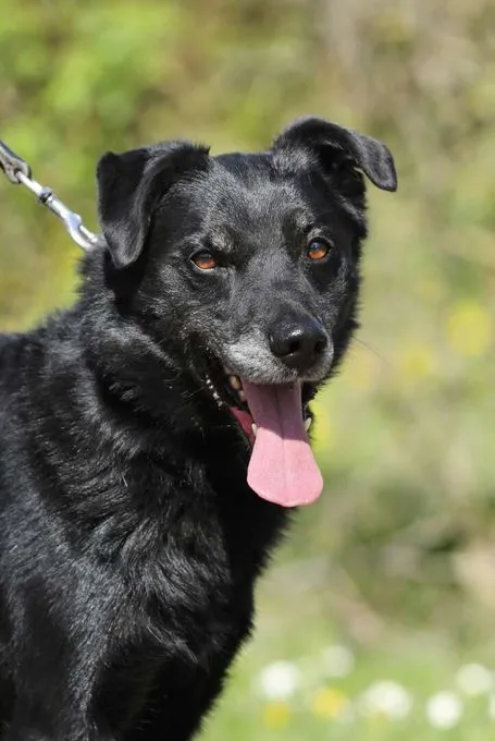 Dog from shelter, Goliath | Schäferhund Mix Male