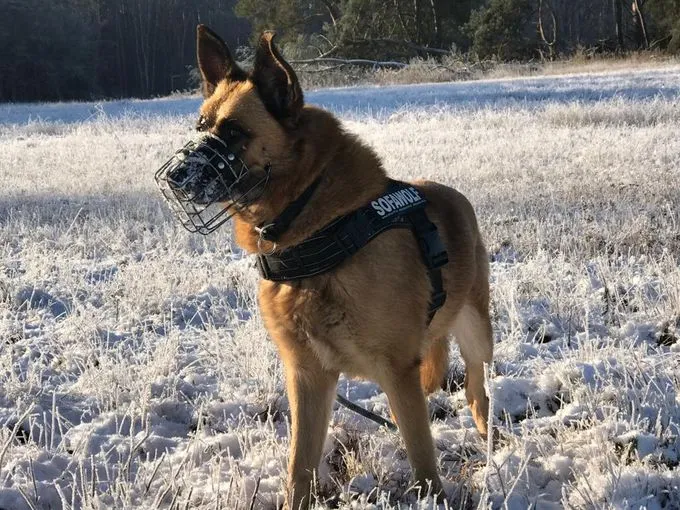 Dog from shelter, Phex | Hellbraun Belgischer Schäferhund Mischling Male
