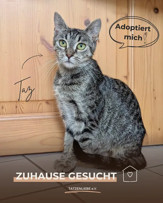 Cat from shelter, Taz | Braun Getigert Ehk Female