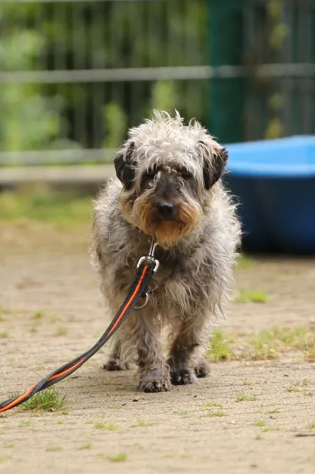 Hund aus Tierheim, Schelly | Grau Mischling Weiblich
