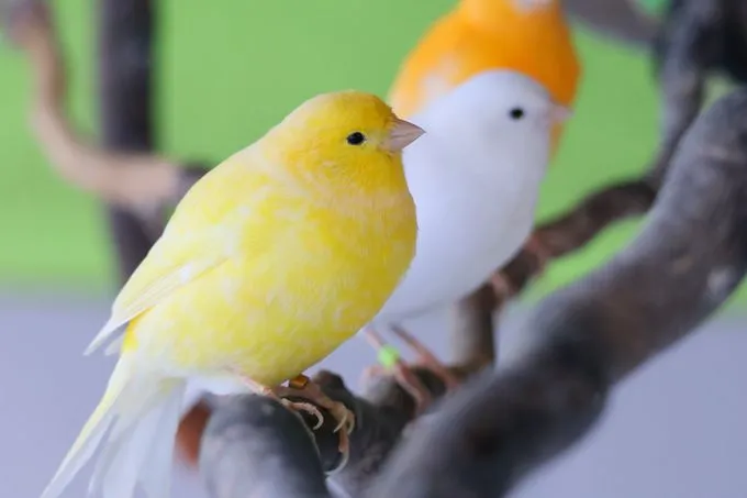 Kanarienvögel - Kanarienvogel zur Adoption