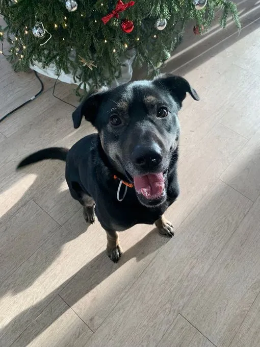 Dog from shelter, Willi | Schwarz Braun Labbi Schäfermix Male