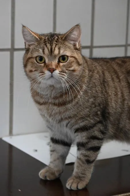 Edgar & Elias - scottish-fold zur Adoption