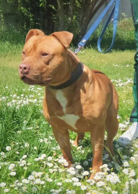Dog from shelter, Ted | Staffordshire Mix Male