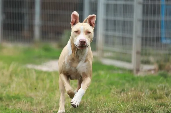 Dog from shelter, Donnie | Staffordshire Mix Male