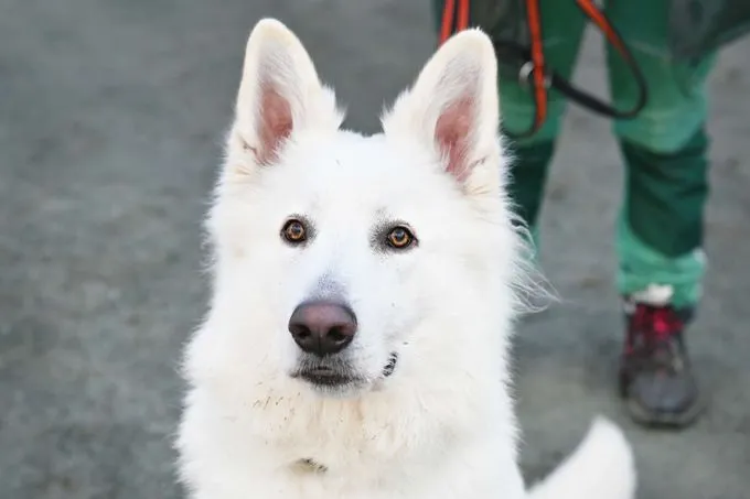 Dog from shelter, Sirius | Berger Blanc Suisse Male