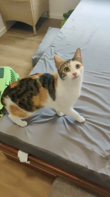 Mila - ekh zur Adoption