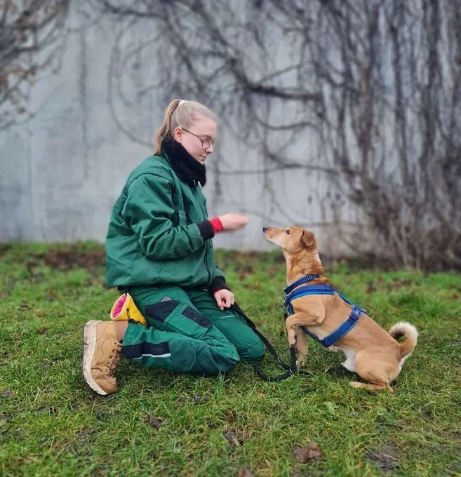 Hund aus Tierheim, Yoshi | Dackel Terrier Mix Männlich