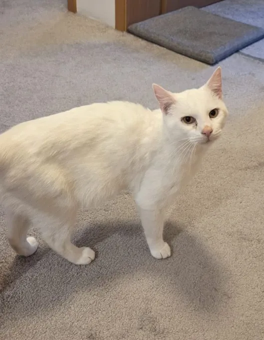Gandalf - EKH zur Adoption
