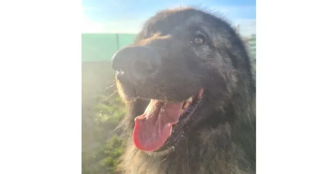 Hund aus Tierheim, Kooper | Grau Schwarz Sarplaninac Mix Männlich