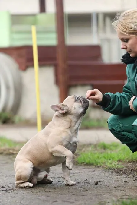 Dog from shelter, Cody | Französische Bulldoge Male