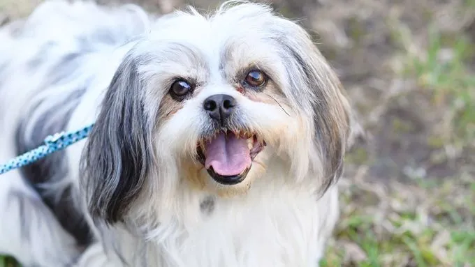 Loulou - shih-tzu zur Adoption