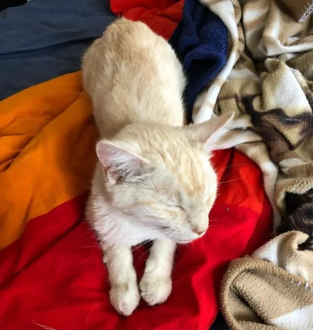 Katze aus Tierheim, Elli | Cremerot Ekh Weiblich