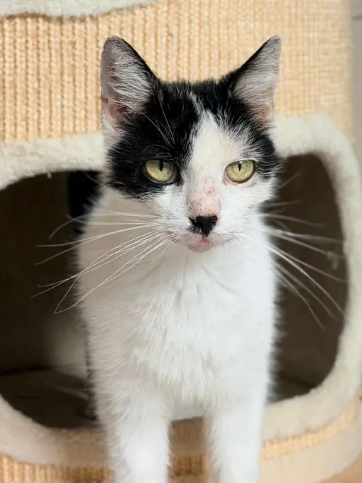 Chester - ekh zur Adoption