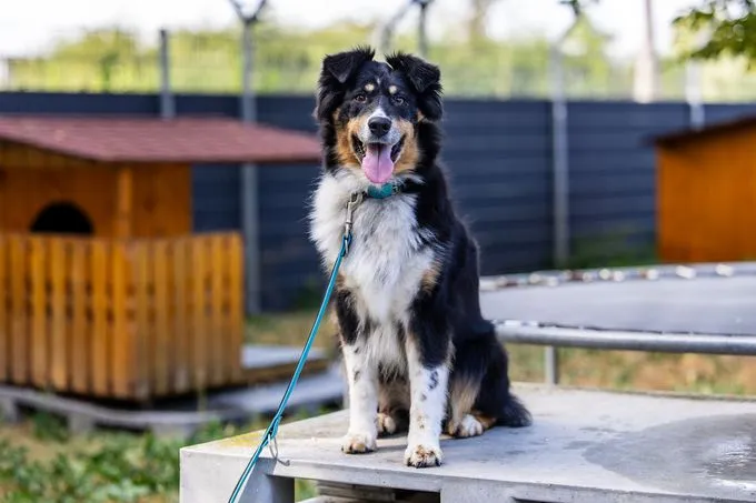 Dog from shelter, Moxy | Tricolor Australian Shepherd Female
