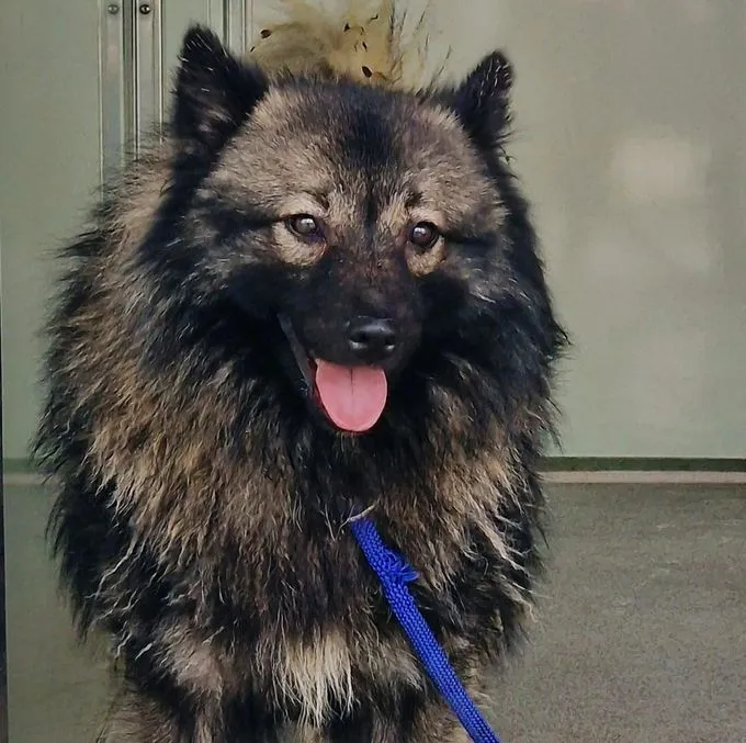 Hund aus Tierheim, Baxter | Wolffspitz Männlich