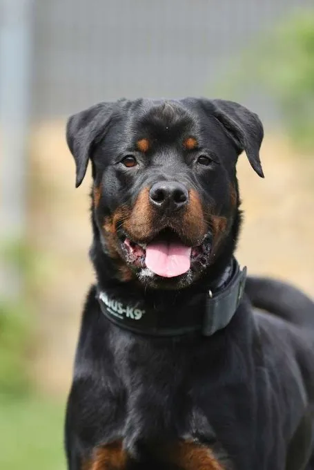 Dog from shelter, Fino | Rottweiler Male