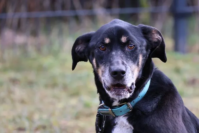 Crassus - mischling zur Adoption